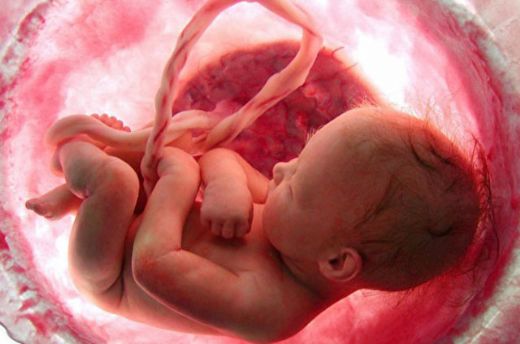 Anne Karnında Bebek Gelişimi